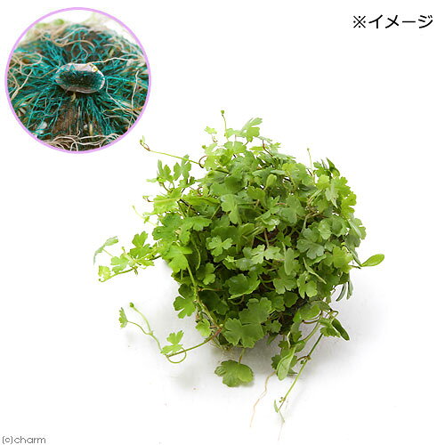 （水草）★育成済★　ミックスボール（グロッソ＋オーストラリアンノチドメ）（水上...