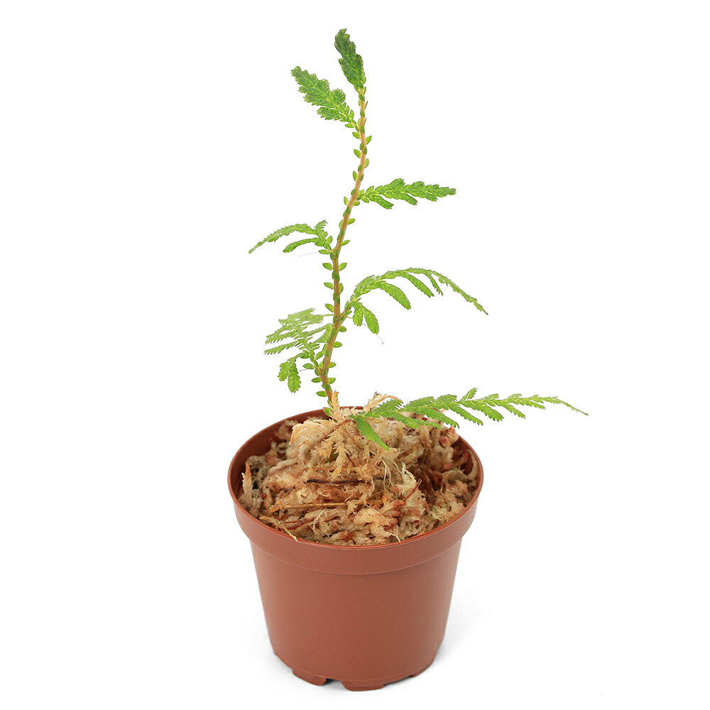 �ʥƥ�ꥦ��˥��饮�ͥ�sp���ե���ԥ��1�ݥåȡˡ��̳�ƻ���彣�Ҷ������ݲ�