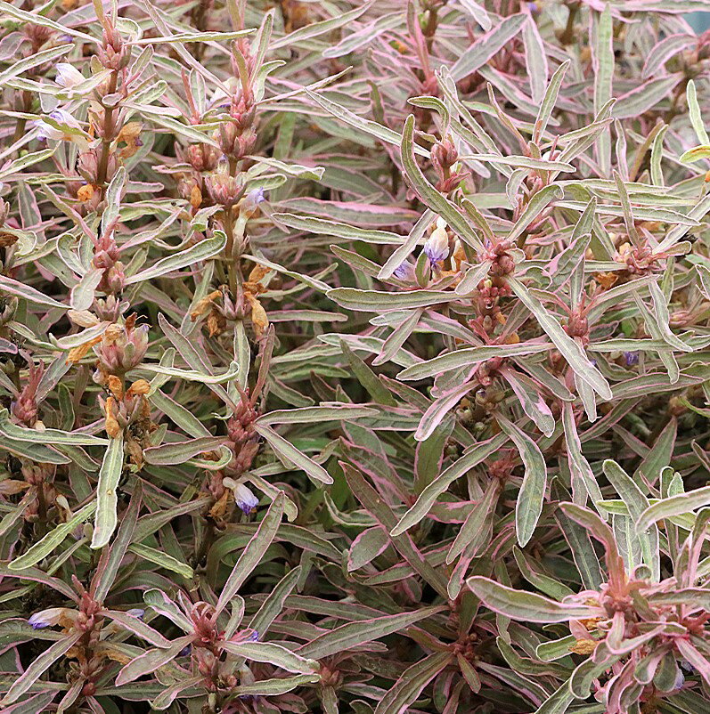 �ʿ���˥ϥ������ե���sp�����㥤�ʿ���աˡ�̵�����ˡ�6�ܡ�