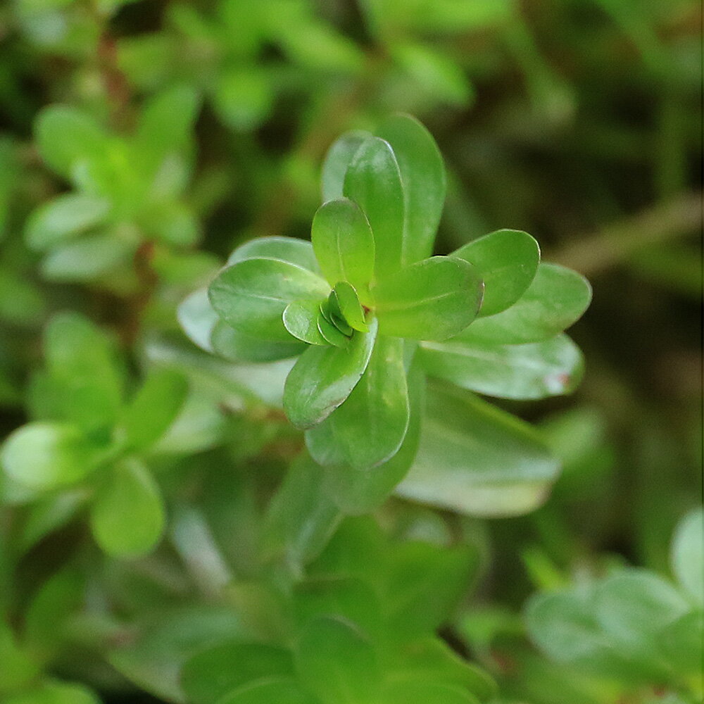 （水草）ロタラ　ウェルウィツキー（水上葉）（無農薬）（3本）
