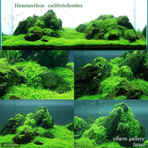 �ʿ���ˡ�����������塼�Хѡ��륰�饹�ʿ���աˡ�̵�����ˡ�1�ѥå���������