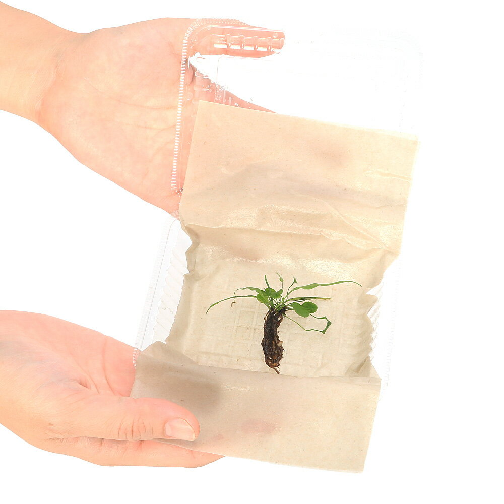 （テラリウム）クモノスシダ（無農薬）（1株）