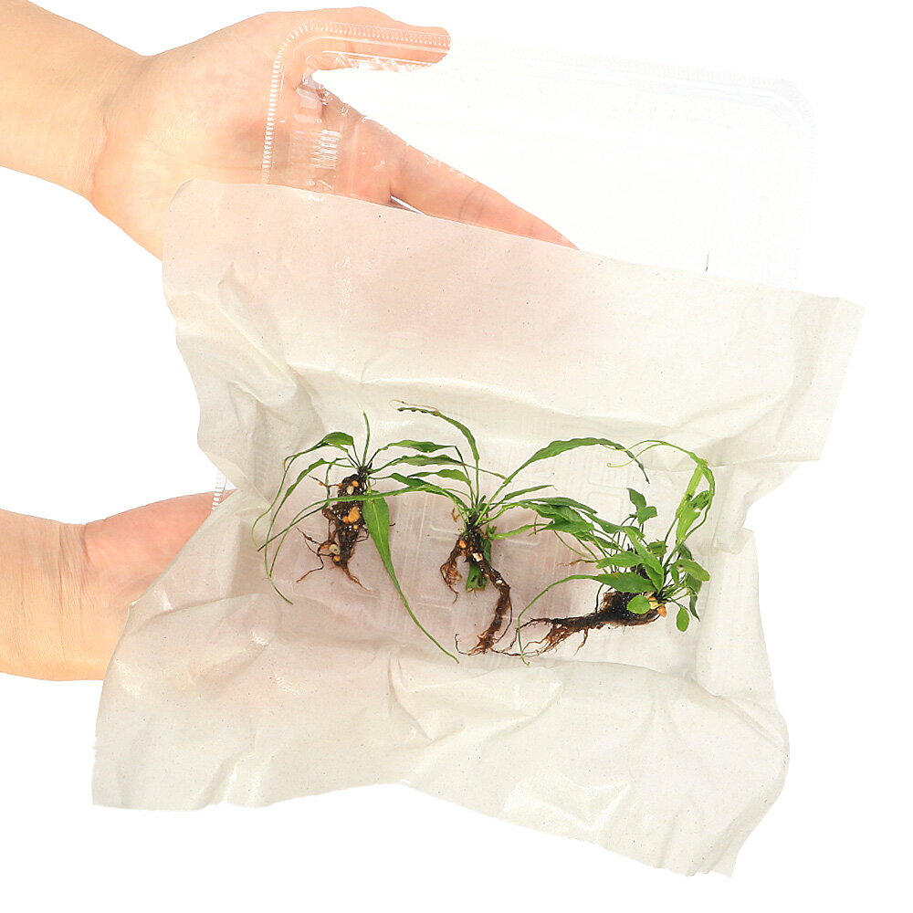 �ʥƥ�ꥦ��˥���Υ�������̵�����ˡ�3����