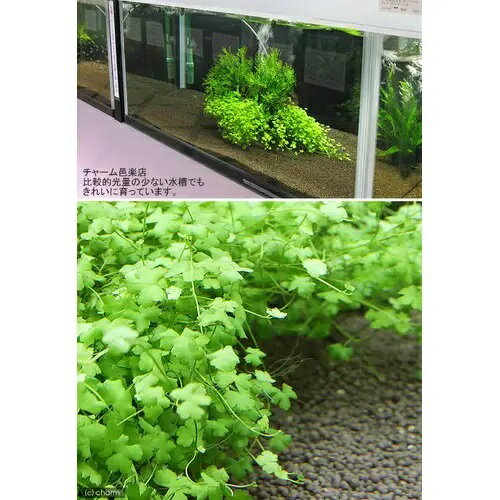 �ʿ���ˡ���������������ȥ�ꥢ��Υ��ɥ�ʿ���աˡ�̵�����ˡ�1�ѥå���