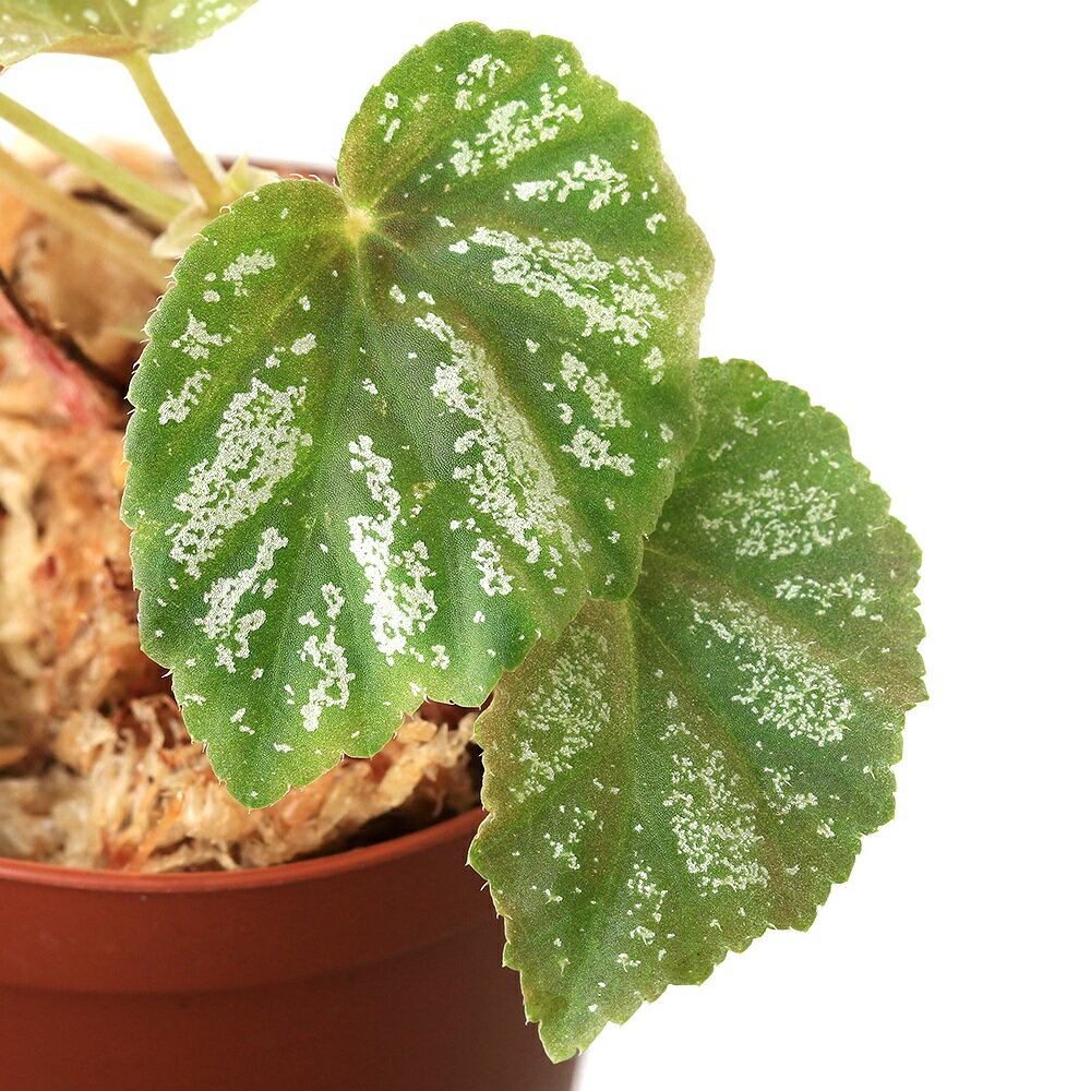 葉にラメの入ったベゴニア！ベゴニアsp．U168発送サイズ草丈:約3〜10cm※発送時期により前後する場合がございます。学名（※）Begonia　sp．（※）…改良品種や学名が不明の種は流通名での記載の場合があります。分類シュウカイドウ科ベゴニア属どんな種類？育成難易度　→　★☆☆☆☆シュウカイドウ科の植物。葉の模様が美しい熱帯性のベゴニアです。メタハラなど強い光は好まず、多湿を好みます。低温にも強くないので15度以下にはならないように管理する必要があります。管理方法湿度の保てる容器内での栽培をお勧めいたします。直射日光は葉焼けの原因となります。生育適温は、15℃〜25℃が目安です。水切れに弱いため、湿った状態を保ちます。※当店では湿度100％に近い環境で管理を行っています。葉水等を行うと状態良く栽培が可能となります。注意※表記サイズは1株（1本）でのおおよその目安です。育成環境や、成長の度合いにより最大サイズは異なります。※画像はイメージです。ボリュームや葉の枚数、ポットの大きさは株ごとに異なりますのでご了承の上お買い求めください。※株のみの発送となる場合がございます。※ボリュームや葉の枚数、大きさは株ごとに異なりますのでご了承の上お買い求めください。※株のみの発送となる場合がございます。※時期により発送サイズが前後する場合がございます。ご了承の上お買い求めください。 … PF_SPQ　観葉　ガーデニング　ビバリウム　アクアテラリウム　パルダリウム　水草　熱帯植物　原種ベゴニア　テラリウム　ビバリウム　木立ベゴニア　根茎性ベゴニア　Begonia　sp.　じめじめ　ジメジメ　paludariumplants　progenitorplant　terrariumplants　teraoriginalpot　20260304　y26m03　2026zenki　2026tuuki　JA