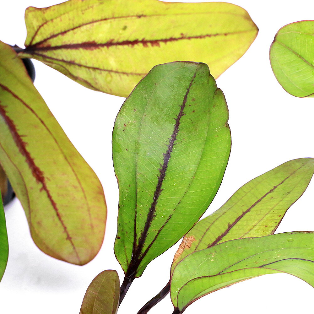 （水草）エキノドルス　フランスストフェルス（水上葉）（無農薬）（1ポット）