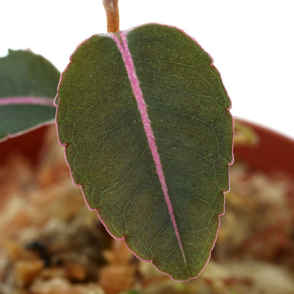 （テラリウム）ラビシアsp．Narathiwat（1ポット）　北海道・九州航空便要保温