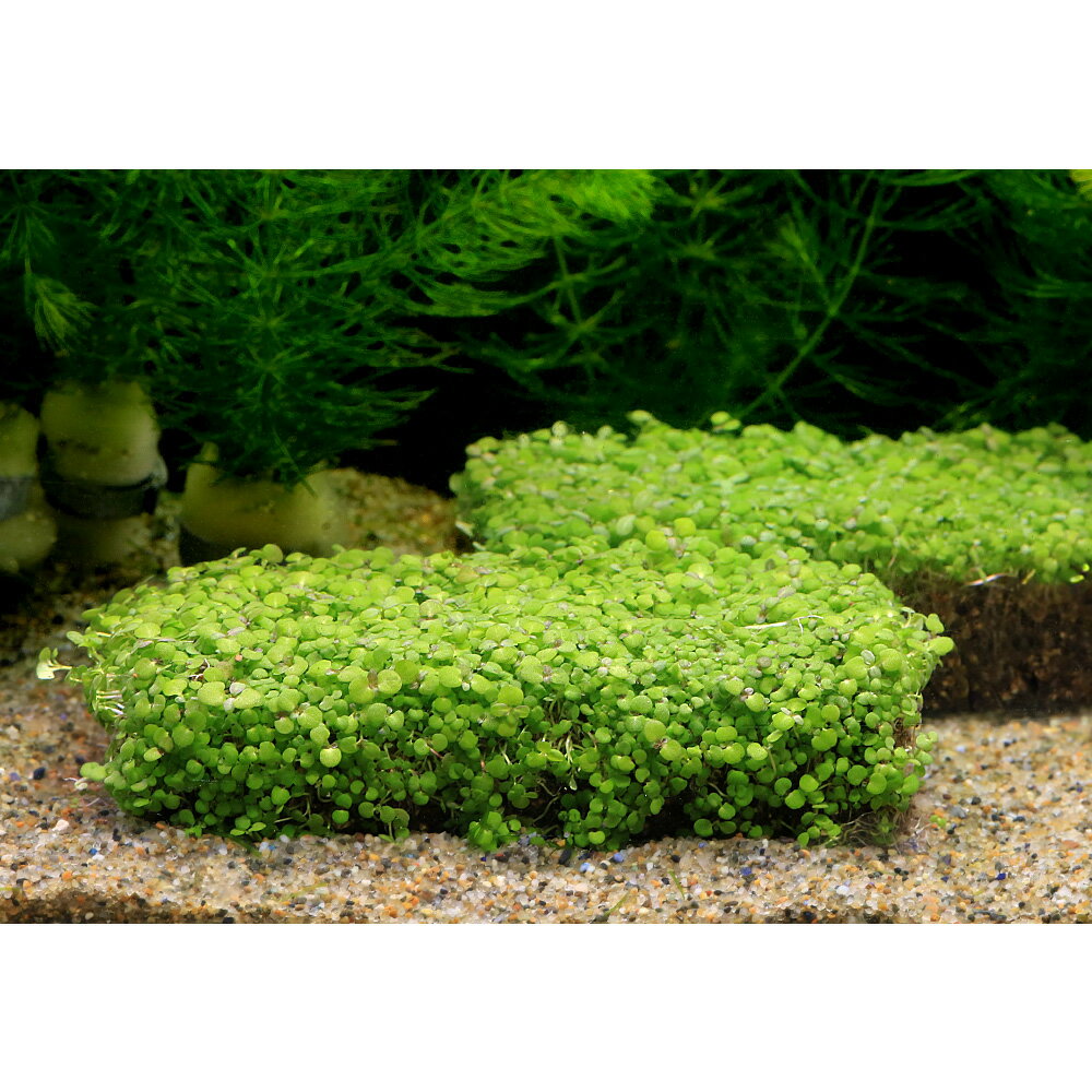 （水草）置くだけ簡単　ハイグロシードマット（10cm×5cm）（水上葉）（無農薬）1個