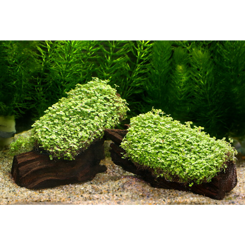 （水草）ベビーハイグロ付　流木Sサイズ（約10〜15cm）（水上葉）（無農薬）1個