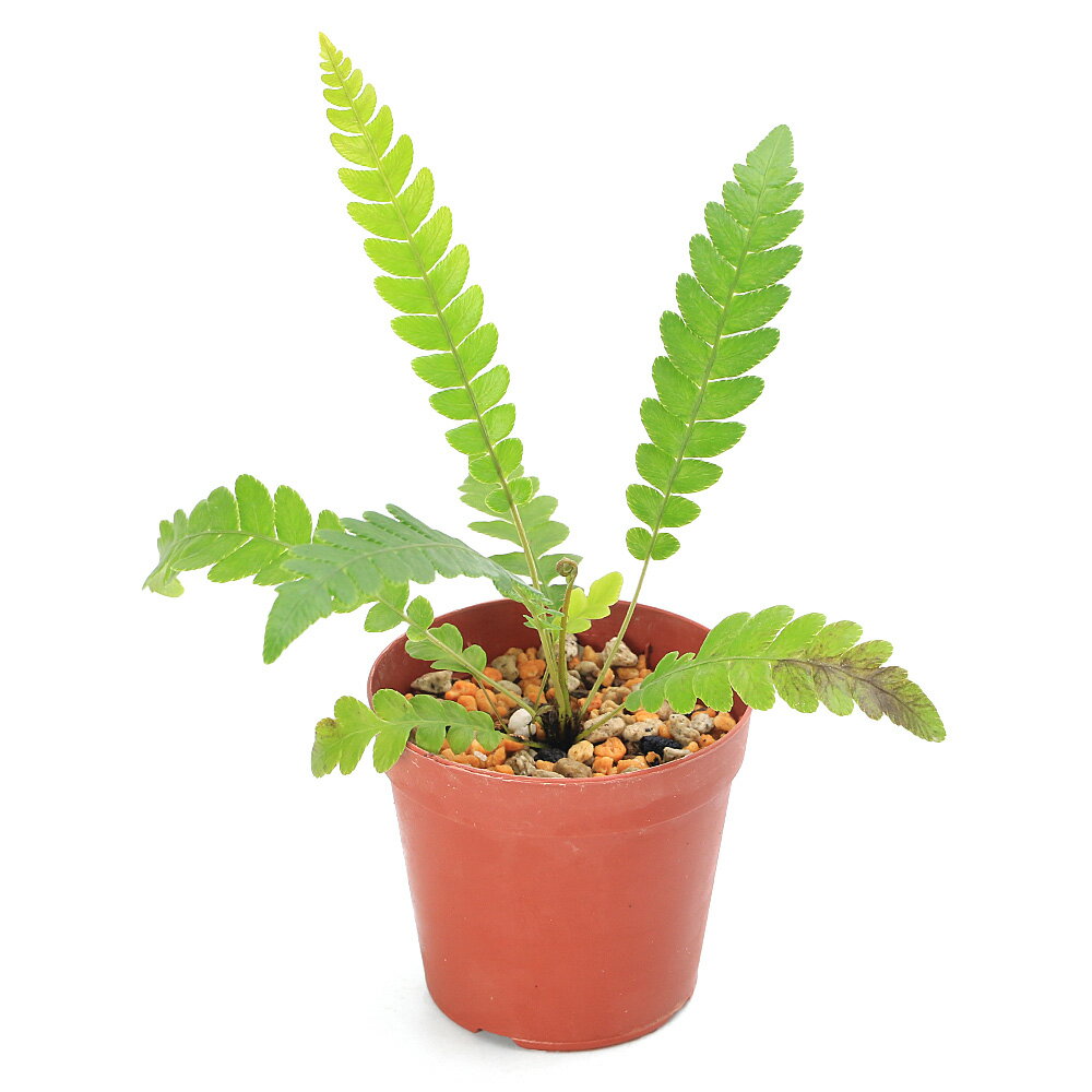 （テラリウム）ブレクナム オブツサタム var．オブツサタム 子株（1ポット）