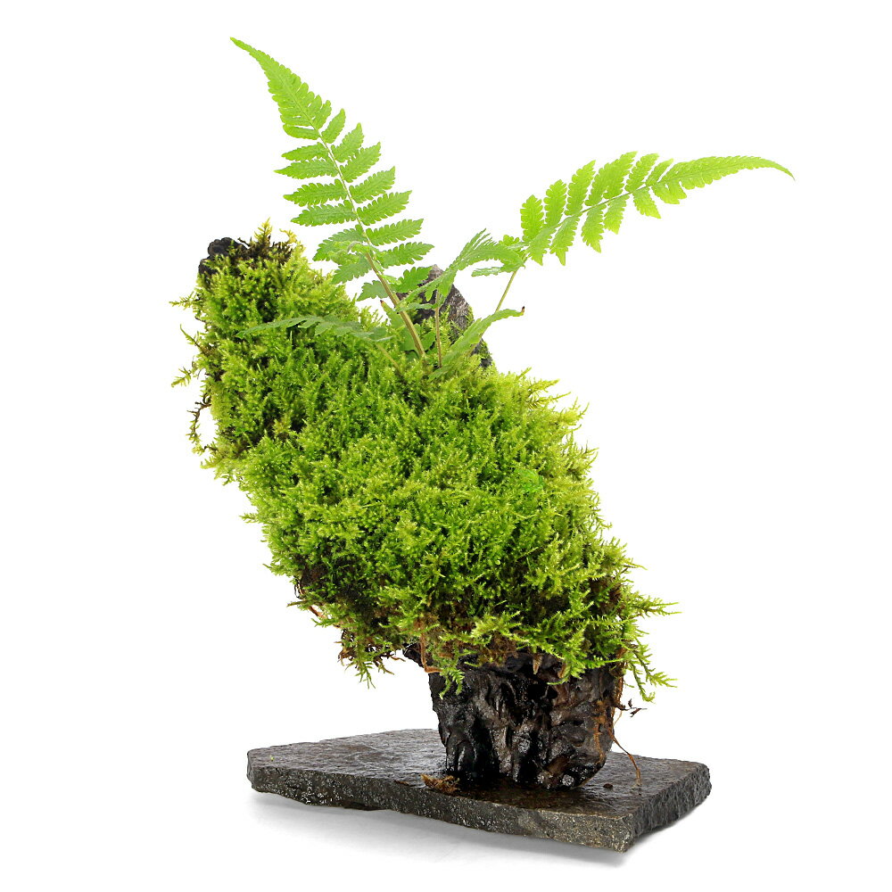 （テラリウム）一点物　苔付き　レイアウト流木（434623）（無農薬）（1個）　関東当日便