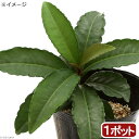 (山野草)盆栽 万両 品種おまかせ 3号(1ポット)