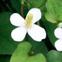 (ビオトープ)水生植物 ドクダミ(3ポット) 湿生植物