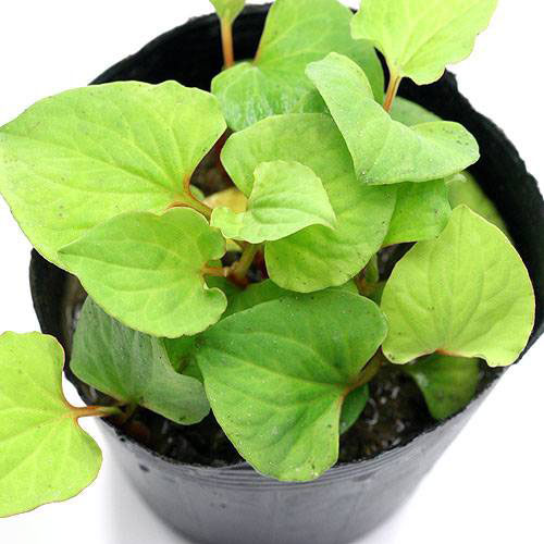 �ʥӥ��ȡ��ס˿�����ʪ���ɥ����ߡ�3�ݥåȡˡ�������ʪ�ʵ�̲���֡�