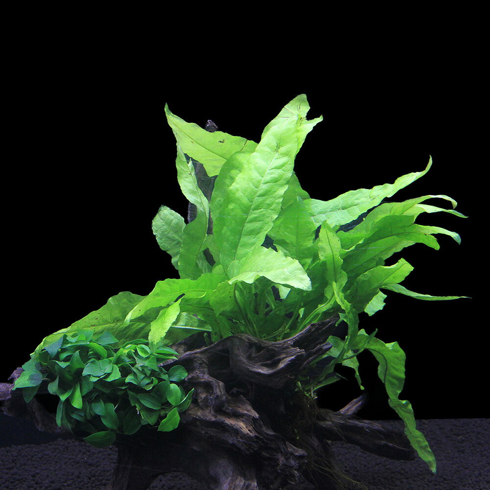charm 楽天市場店の（水草）一点物　巻きたて　活着系植物2種付き　ディアーホーンウッド（434889）（半水中葉）（1個）｜アングル2