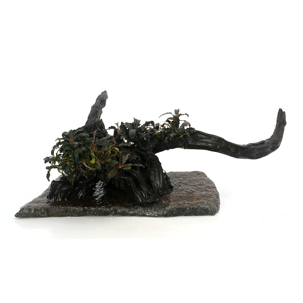 （水草）一点物　巻きたて　ブセファランドラ付き レイアウト流木(ゴジラ東南便)（434896）(水上葉)（1個）