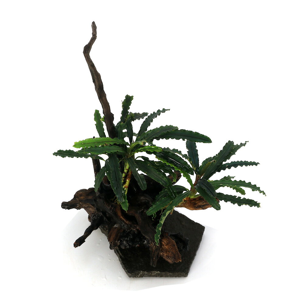 （水草）一点物　育成済　ブセファランドラ付き レイアウト流木（ブルーベルベット東南便）（434929）(水上葉)(無農薬)（1個）
