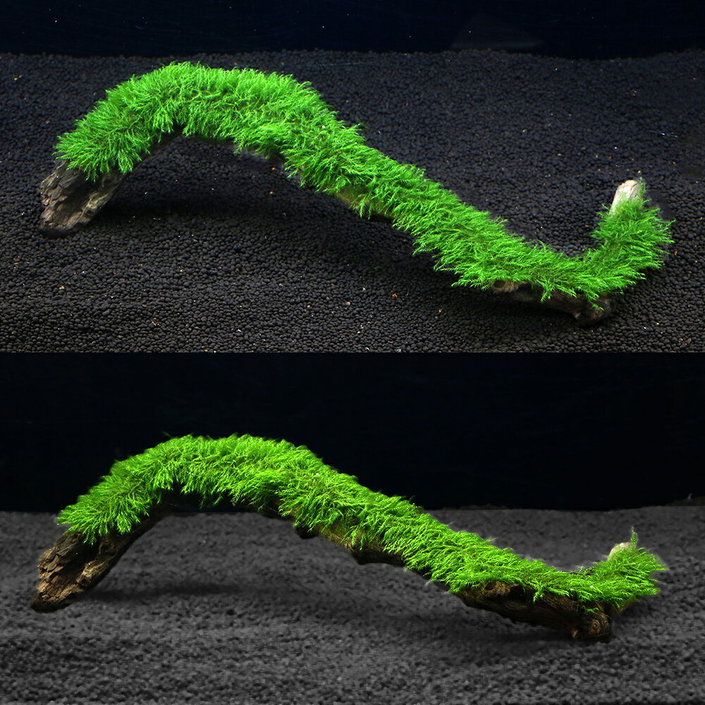 （水草）一点物　育成済　ウォーターフェザー付き　流木（434933）（水中葉）（無農薬）（1個）