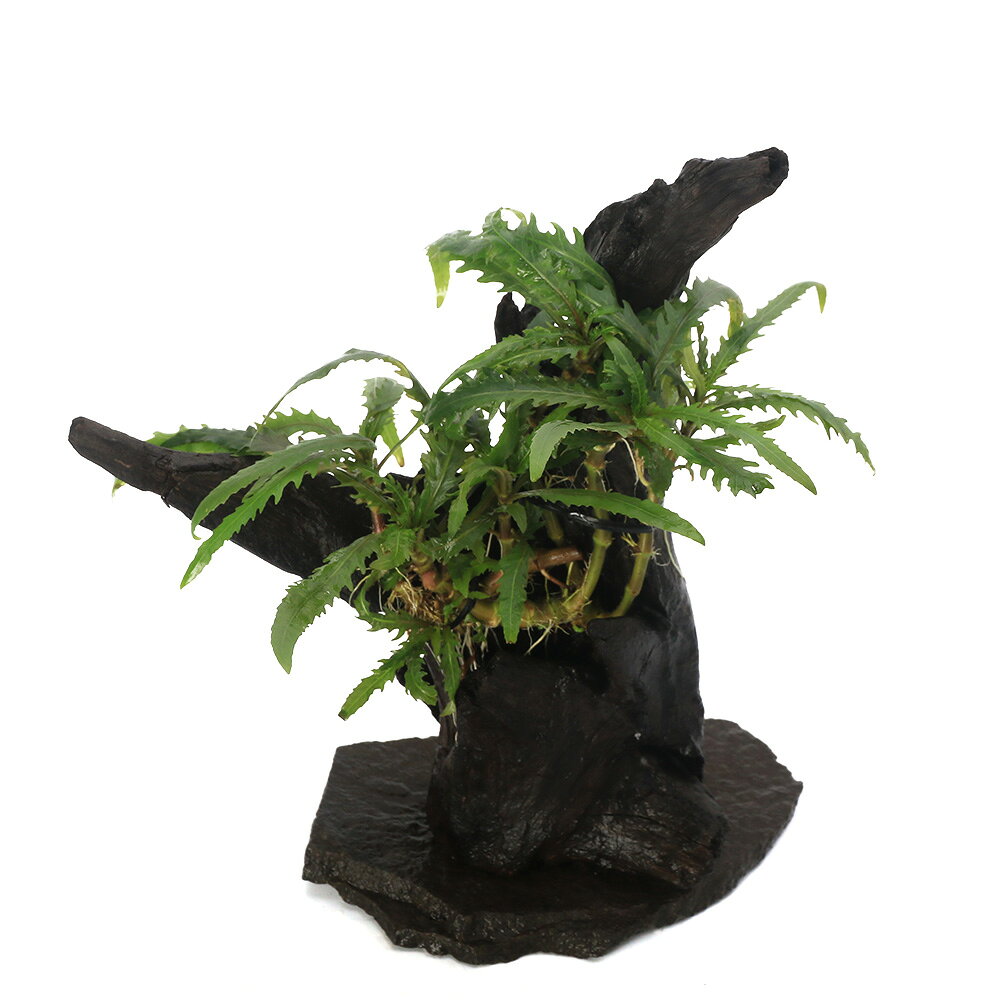 （水草）一点物　ハイグロフィラsp．カイン　レイアウト流木（434990）（水上葉）（無農薬）（1個）