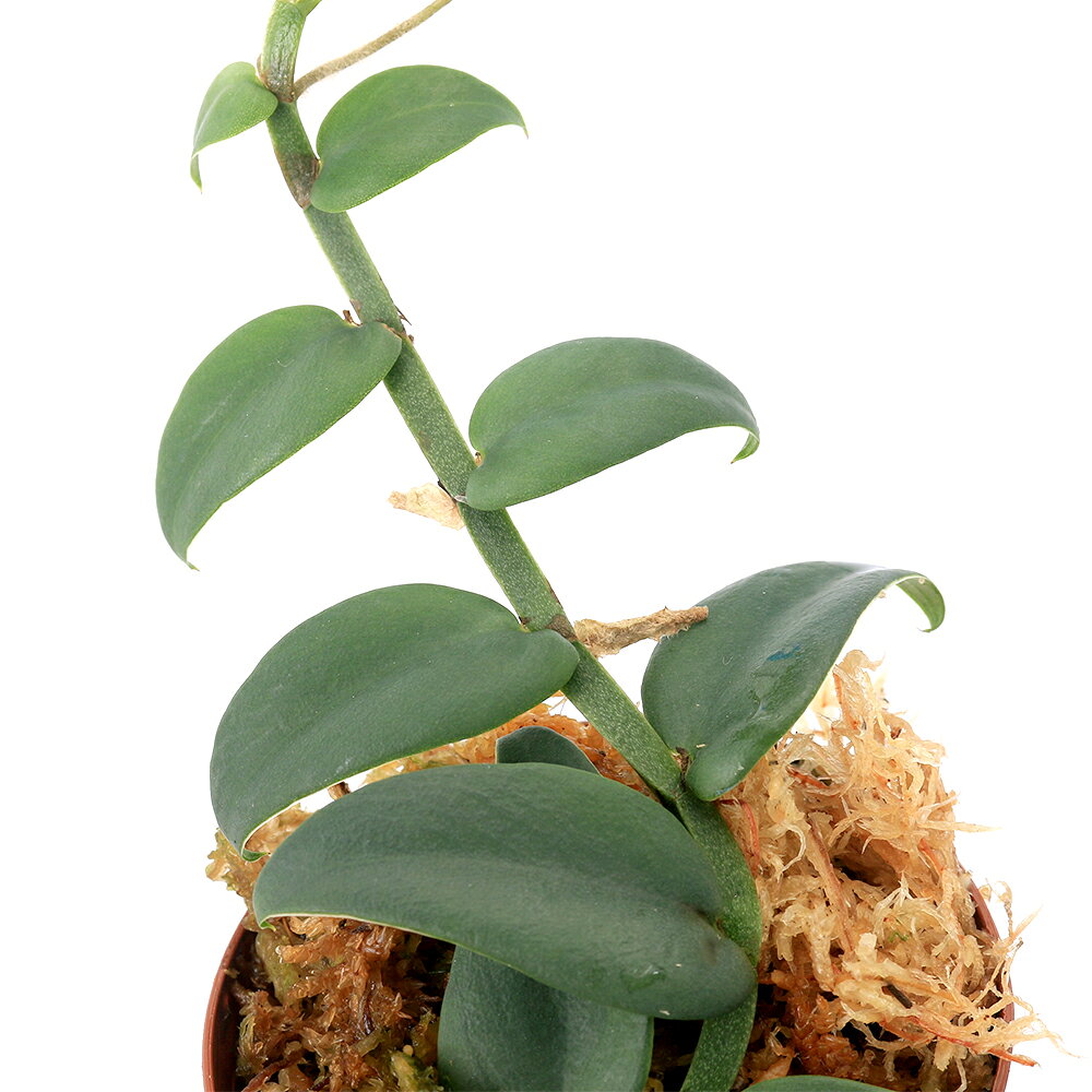 銀がかった美しいラフィドフォラ！ラフィドフォラsp．シルバーリーフ　Miri　Sarawak発送サイズ草丈:約5〜13cm学名（※）Rhaphidophora　sp．（※）…改良品種や学名が不明の種は流通名での記載の場合があります。分類サトイモ科分布東南アジアどんな種類？育成難易度　→　★★★☆☆緑色の葉が銀がかったように見える美しいラフィドフォラです。メタハラなど強い光は好まず、多湿を好みます。低温にも強くないので15度以下にはならないように管理する必要があります。管理方法湿度の保てる容器内での栽培をお勧めいたします。直射日光は葉焼けの原因となります。生育適温は、15℃〜25℃が目安です。水切れに弱いため、湿った状態を保ちます。葉水等を行うと状態良く栽培が可能となります。※当店では湿度100％に近い環境で管理を行っています。注意※表記サイズは1株（1本）でのおおよその目安です。育成環境や、成長の度合いにより最大サイズは異なります。※画像はイメージです。ボリュームや葉の枚数、ポットの大きさは株ごとに異なりますのでご了承の上お買い求めください。※ボリュームや葉の枚数、大きさは株ごとに異なりますのでご了承の上お買い求めください。※時期により発送サイズが前後する場合がございます。ご了承の上お買い求めください。※葉のキズ、枯れ等がある場合がございます。水苔　ペルー産　12L　AAA　圧縮タイプアクロ　スーパークリア　パルダリウムケージ　45×30×45cm　底面排水仕様　ドレインセットアクロ　スーパークリア　パルダリウムケージ　45×30×45cm … PF_SPQ　観葉　ガーデニング　ビバリウム　アクアテラリウム　パルダリウム　ボルネオ　両爬向き植物　サトイモ　Rhaphidophora　progenitorplant　y24m07　2024kouki　20240725　JA　teraoriginalpot■この商品をお買い上げのお客様は、下記商品もお買い上げです。※この商品には付属しません。■水苔　ペルー産　12L　AAA　圧縮タイプアクロ　スーパークリア　パルダリウムケージ　45×30×45cm　底面排水仕様　ドレインセットアクロ　スーパークリア　パルダリウムケージ　45×30×45cm