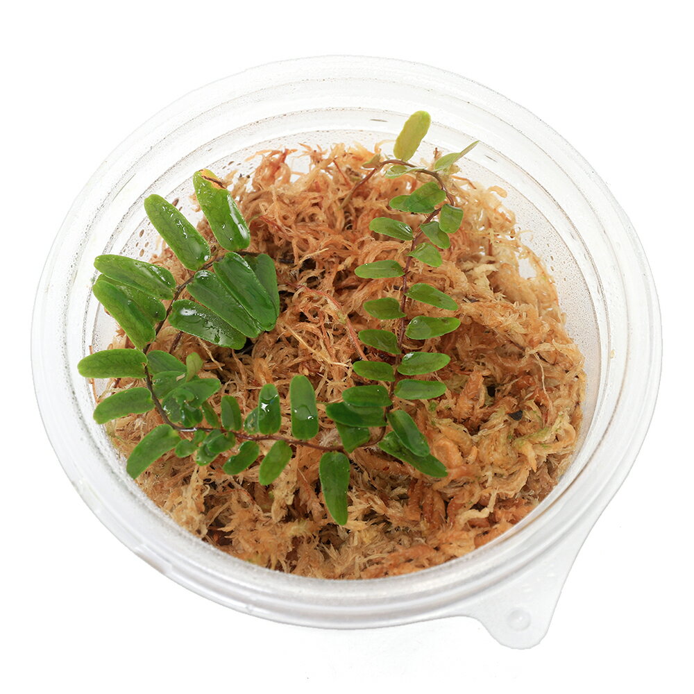 �ʥƥ�ꥦ��˥ޥ륯����ӥ�sp���ʥ�����1���åסˡ��̳�ƻ���彣�Ҷ������ݲ�