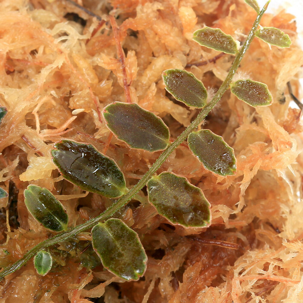 （テラリウム）マルクグラビアsp．エルコカ（1カップ）　北海道・九州航空便要保温