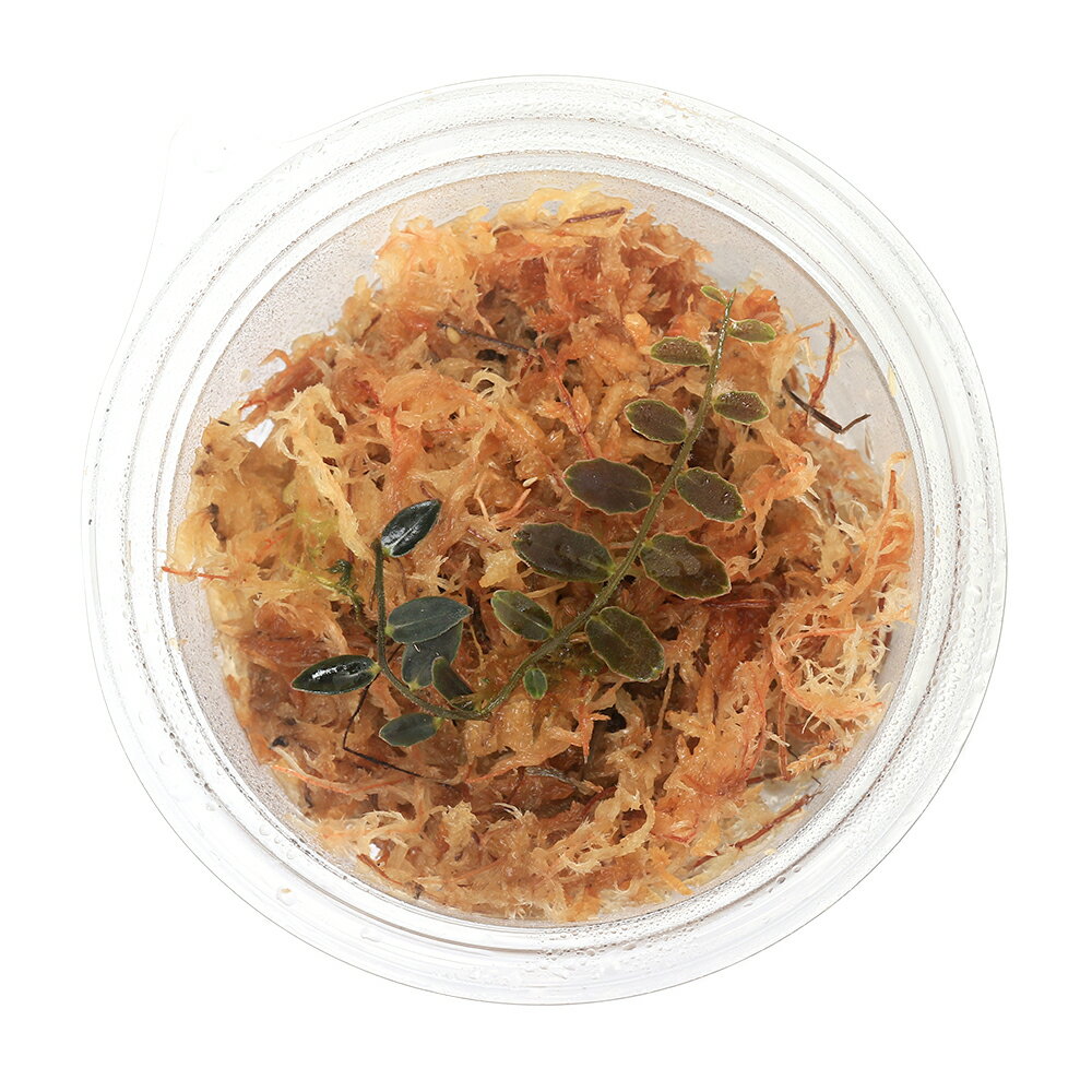 �ʥƥ�ꥦ��˥ޥ륯����ӥ�sp�����륳����1���åסˡ��̳�ƻ���彣�Ҷ������ݲ�