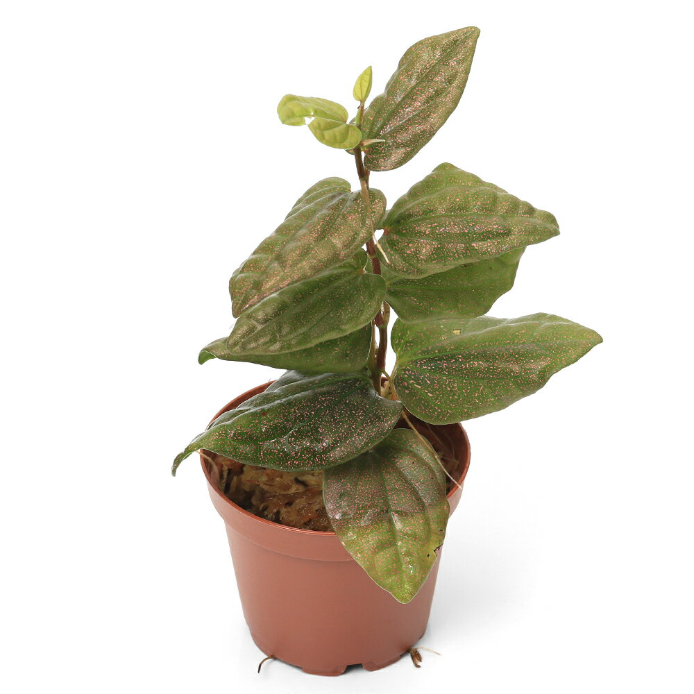 �ʥƥ�ꥦ��˥ԥڥ�sp��India��1�ݥåȡˡ��̳�ƻ���彣�Ҷ������ݲ�