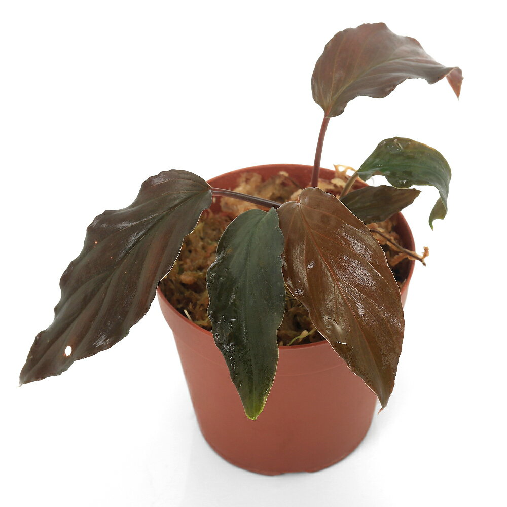 （テラリウム）ホマロメナ　フミリス　ブラックフォーム（1ポット）　北海道・九州航空便要保温