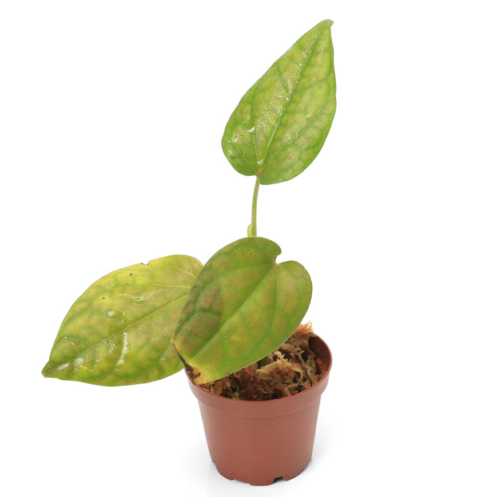 �ʥƥ�ꥦ��˥ԥڥ�sp��Thailand��1�ݥåȡˡ��̳�ƻ���彣�Ҷ������ݲ�