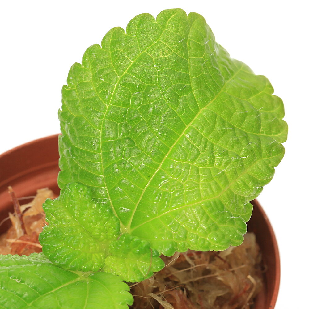 （テラリウム）ピレア ヌンムラリフォリア（1ポット） 北海道・九州航空便要保温