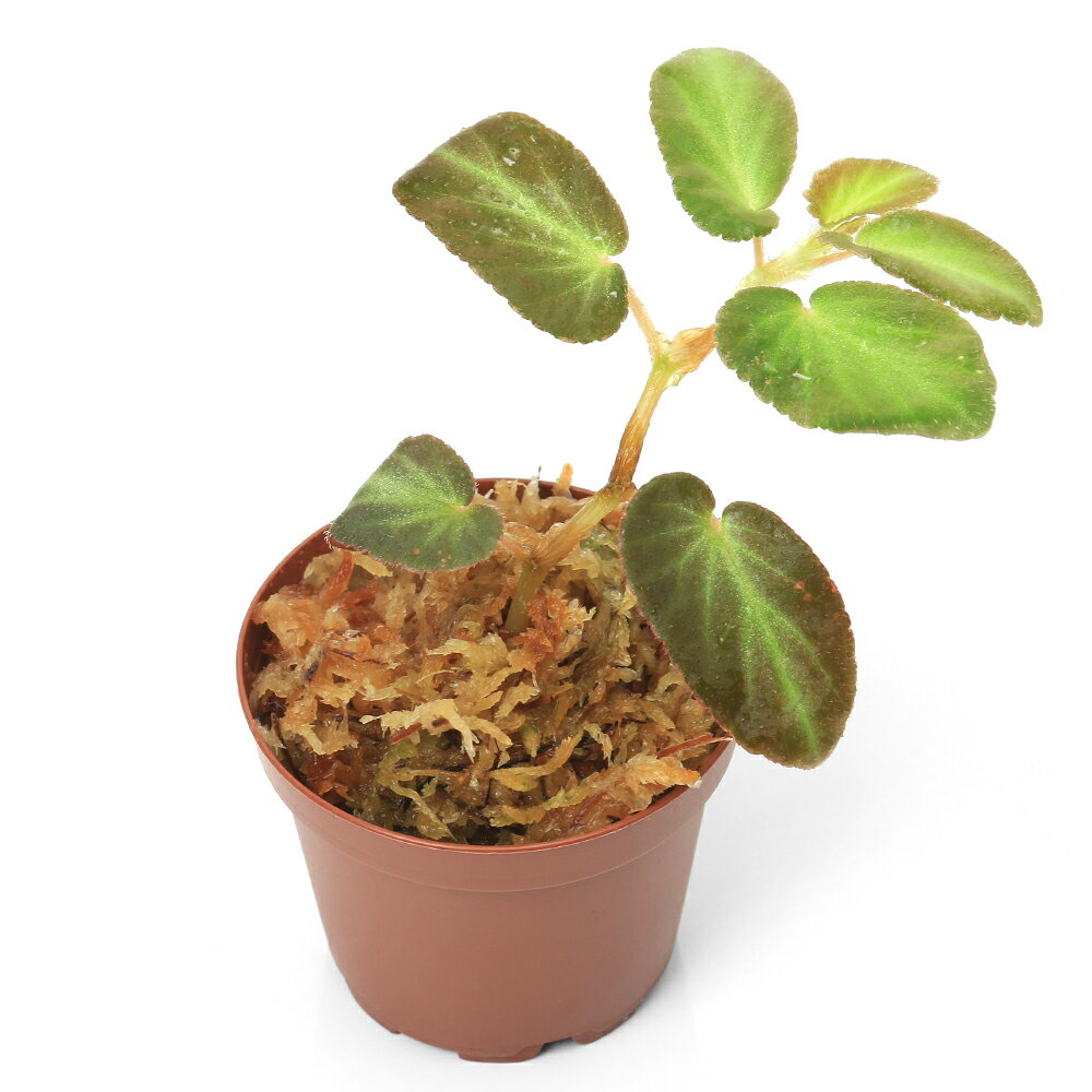 �ʥƥ�ꥦ��˥٥��˥����ƥ�ޥ���1�ݥåȡ˸���٥��˥����̳�ƻ���彣�Ҷ������ݲ�