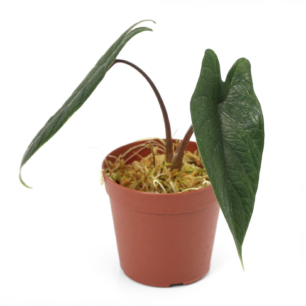 �ʥƥ�ꥦ��˥�����������������ץ���1�ݥåȡˡ��̳�ƻ���彣�Ҷ������ݲ�