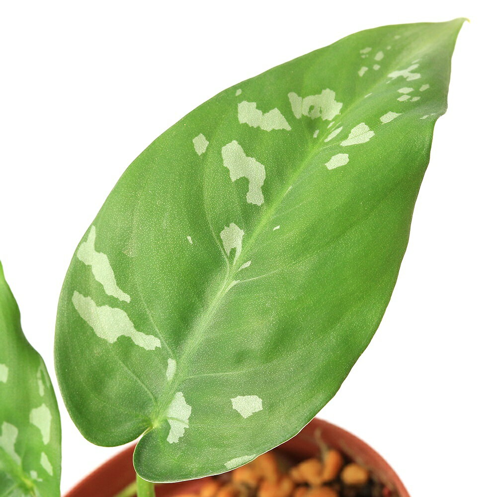 葉の模様が美しい！丈夫なテラ向け植物！スキスマトグロッティスsp．アーミーパプア発送サイズ草丈:約3〜10cm※発送時期により前後する場合がございます。学名（※）Schismatoglottis　sp．（※）…改良品種や学名が不明の種は流通名での記載の場合があります。分類サトイモ科どんな種類？育成難易度　→　★★★☆☆アグラオネマに似た形状の葉を展開し中心の葉脈に沿って白い模様が入る美しい熱帯性の植物です。メタハラなど強い光は好まず、多湿を好みます。低温にも強くないので15度以下にはならないように管理する必要があります。管理方法湿度の保てる容器内での栽培をお勧めいたします。直射日光は葉焼けの原因となります。生育適温は、15℃〜25℃が目安です。水切れに弱いため、湿った状態を保ちます。※当店では湿度100％に近い環境で管理を行っています。葉水等を行うと状態良く栽培が可能となります。注意※表記サイズは1株（1本）でのおおよその目安です。育成環境や、成長の度合いにより最大サイズは異なります。※画像はイメージです。ボリュームや葉の枚数、ポットの大きさは株ごとに異なりますのでご了承の上お買い求めください。※株のみの発送となる場合がございます。※葉に痛み、枯れが見られる場合がございます。※ボリュームや葉の枚数、大きさは株ごとに異なりますのでご了承の上お買い求めください。※株のみの発送となる場合がございます。※時期により発送サイズが前後する場合がございます。ご了承の上お買い求めください。※葉のキズ、枯れ等がある場合がございます。RainForest　パルダリウムケージプロ　PCP6045　60×30×45cm　パルダリウム　お一人様1点限り　60cm水槽アクロ　スーパークリア　パルダリウムケージ　45×30×45cm　底面排水仕様　ドレインセットアクロ　スーパークリア　パルダリウムケージ　45×30×45cm … PF_SPQ　観葉植物　園芸　ガーデニング　ビバリウム　アクアテラリウム　パルダリウム　両爬向き植物　Schismatoglottis　sp．　熱帯植物　テラリウム テラリウム植物　テラ植物　原種　じめじめ　ジメジメ　paludariumplants　progenitorplant　terrariumplants　teraoriginalpot　20260304　y26m03　2026zenki　2026tuuki　JA■この商品をお買い上げのお客様は、下記商品もお買い上げです。※この商品には付属しません。■RainForest　パルダリウムケージプロ　PCP6045　60×30×45cm　パルダリウム　お一人様1点限り　60cm水槽アクロ　スーパークリア　パルダリウムケージ　45×30×45cm　底面排水仕様　ドレインセットアクロ　スーパークリア　パルダリウムケージ　45×30×45cm