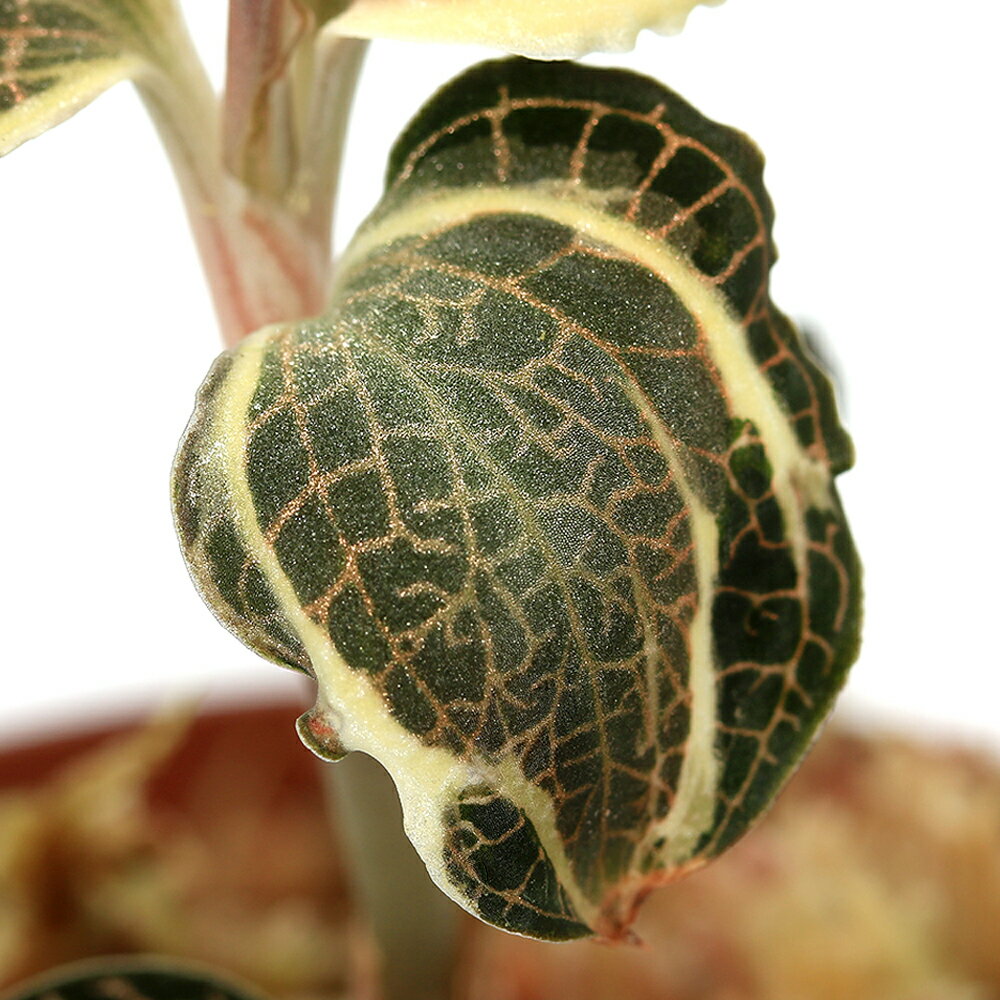 （テラリウム）アネクトキルス ロクスバギー バリエガータ（1ポット） 北海道・九州航空便要保温