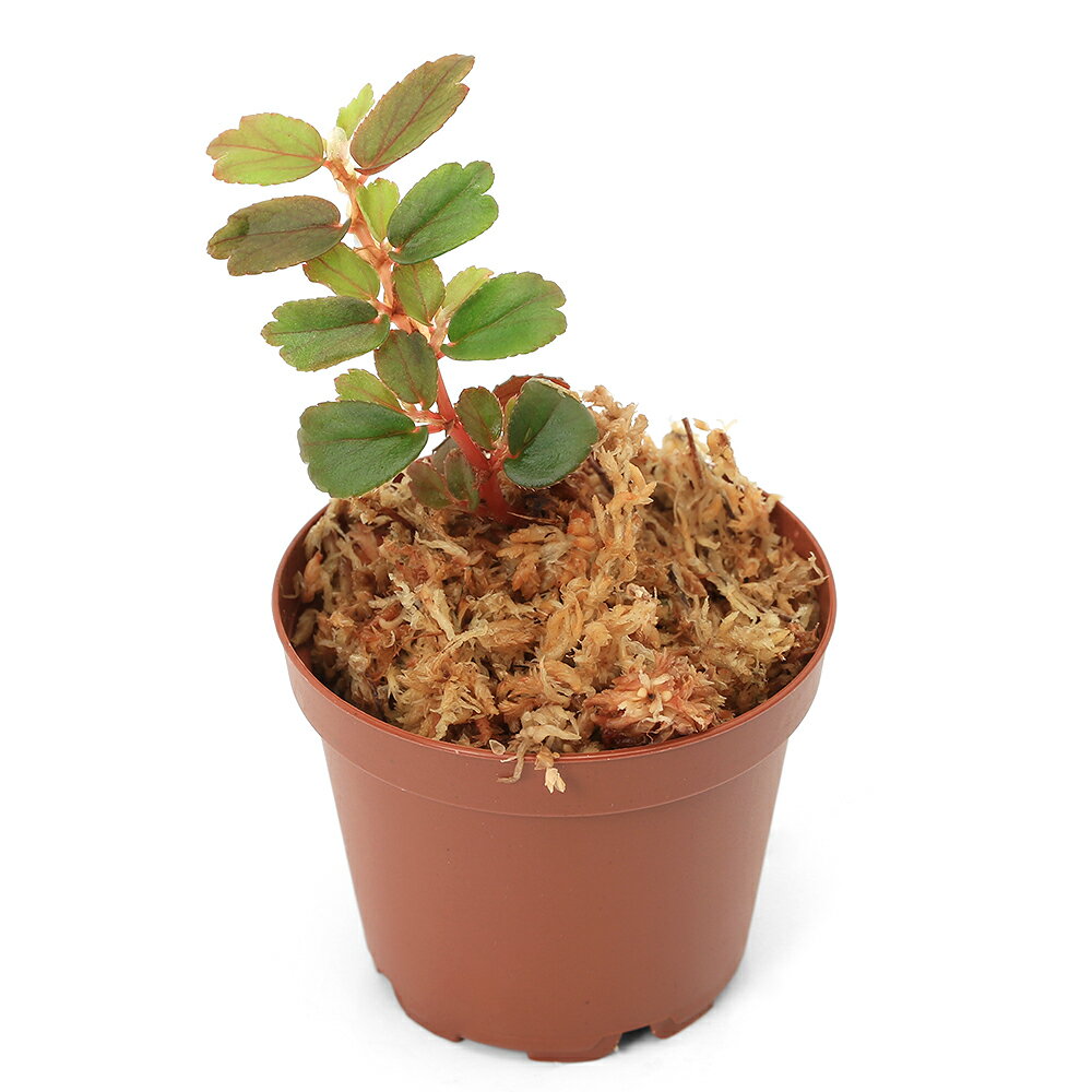 �ʥƥ�ꥦ��˥٥��˥����ե��ꥪ����1�ݥåȡ˸���٥��˥����̳�ƻ���彣�Ҷ������ݲ�