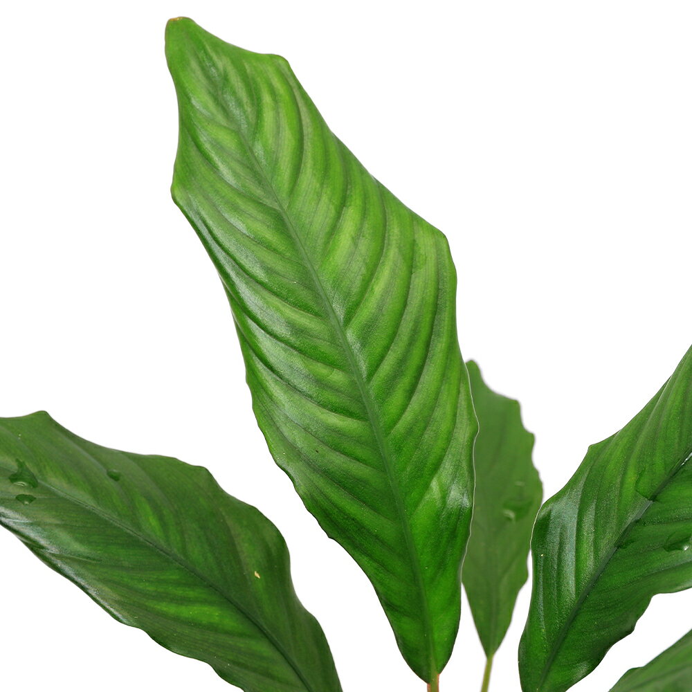 （テラリウム）ピプトスパサ レペンス Kalimantan産（無農薬）（1ポット） 北海道航空便要保温