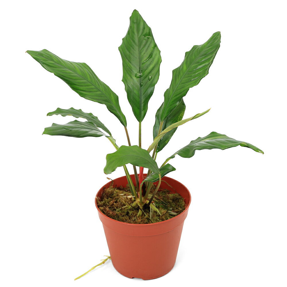 �ʥƥ�ꥦ��˥ԥץȥ��ѥ�����ڥ󥹡�Kalimantan����̵�����ˡ�1�ݥåȡˡ��̳�ƻ�Ҷ������ݲ�