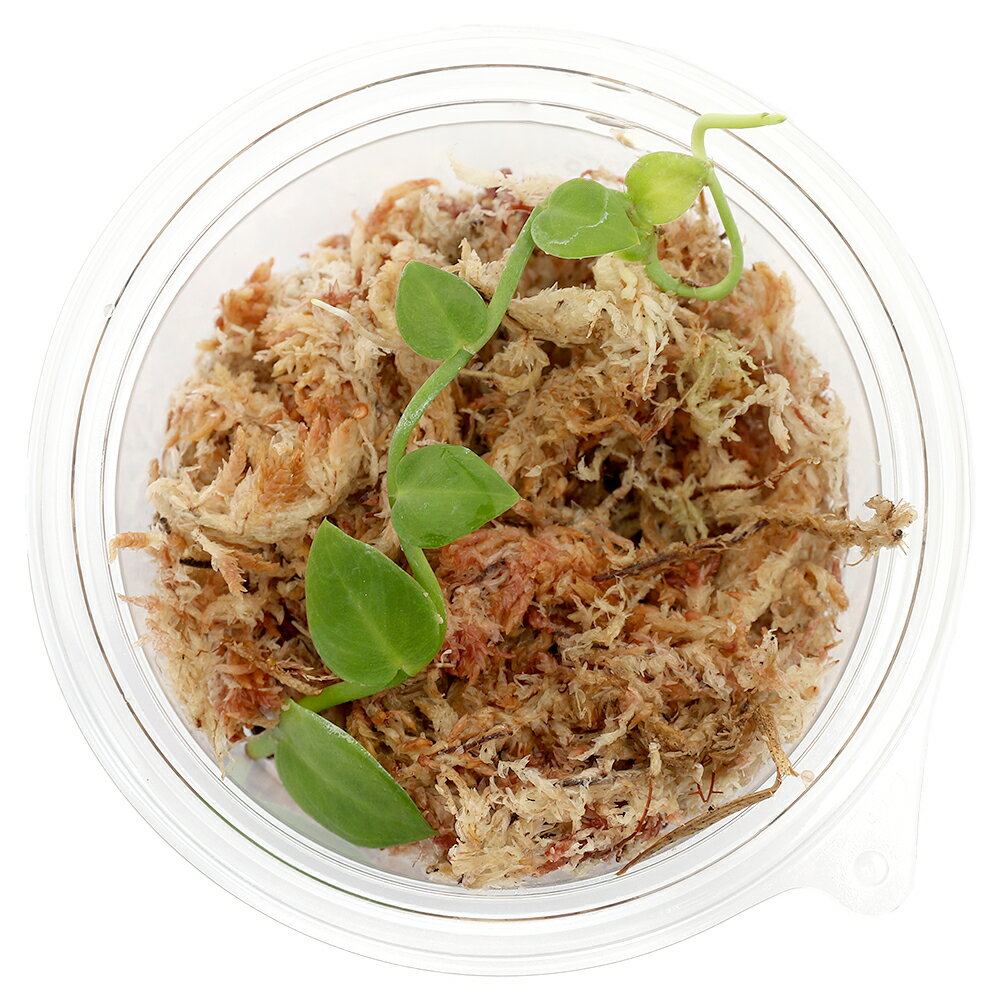 �ʥƥ�ꥦ��˥�ե��ɥե��顡�ϥ���1���åסˡ��̳�ƻ���彣�Ҷ������ݲ�