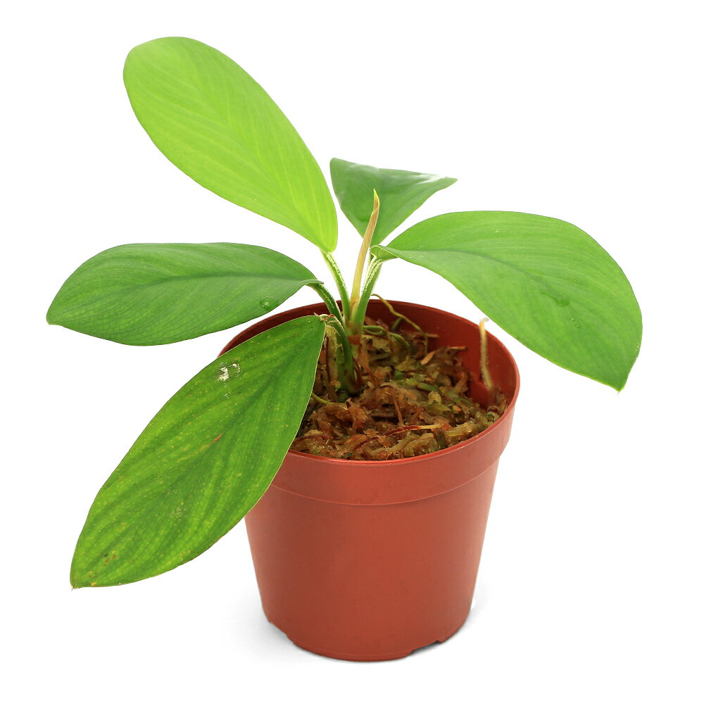 楽天市場】ホマロメナsp.の通販