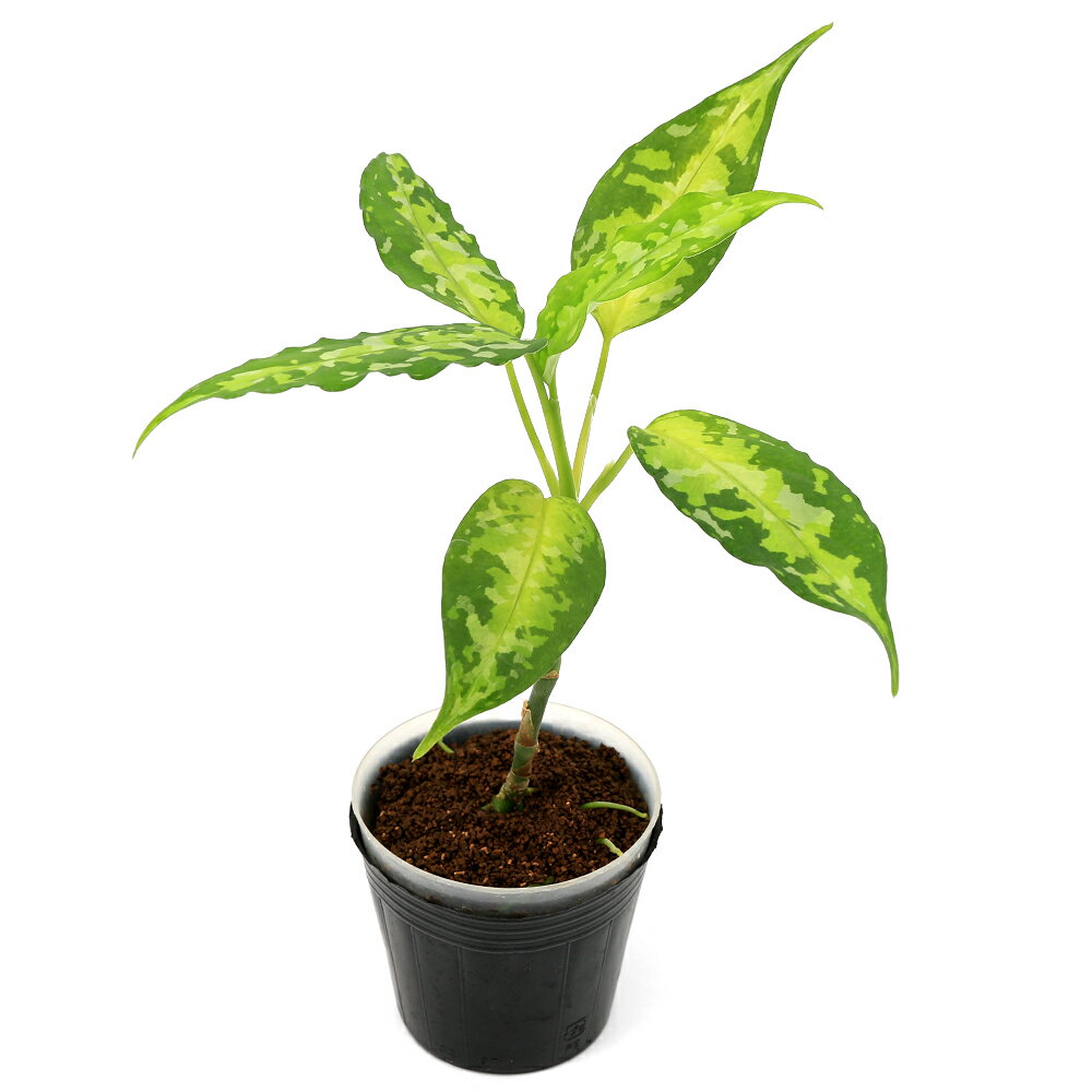 （テラリウム）一点物 アグラオネマ ピクタム アチェ産（435906）（1ポット） 北海道航空便要保温