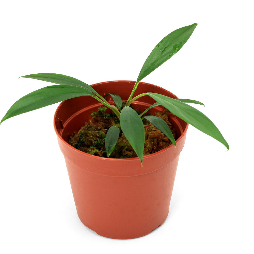 （テラリウム）一点物 ホマロメナsp．グリーン Sumatera Barat（435928）（1ポット） 北海道・九州航空便要保温