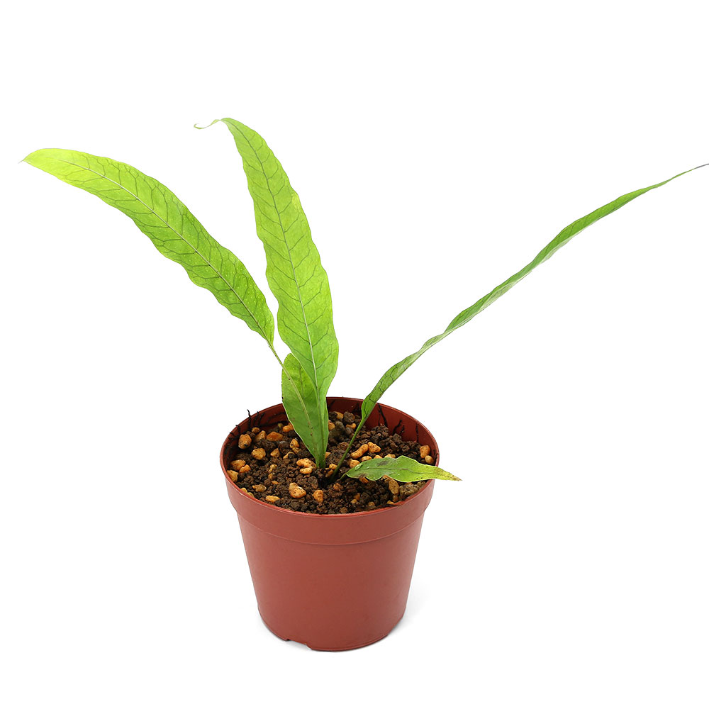 フィマトソラスsp．ヤーペン島産（1ポット）発送サイズ草丈：10〜15cm学名（※）Phymatosorus　sp．（※）…改良品種や学名が不明の種は流通名での記載の場合があります。分類ウラボシ科どんな種類？育成難易度　→　★☆☆☆☆オキナワウラボシ属のシダ植物です。深い緑色と切れ込みの多い葉が特徴的な種類です。メタハラなど強い光は好まず、多湿を好みます。低温にも強くないので15度以下にはならないように管理する必要があります。注意※表記サイズは1株（1本）でのおおよその目安です。育成環境や、成長の度合いにより最大サイズは異なります。※入荷状況等により、ポットなし1ポット分での発送となる場合がございます。※葉のキズ、枯れ等がある場合がございますのでご了承の上お買い求め下さい。水苔　ペルー産　12L　AAA　圧縮タイプアクロ　スーパークリア　パルダリウムケージ　45×30×45cm　底面排水仕様　ドレインセットアクロ　スーパークリア　パルダリウムケージ　45×30×45cm … PF_SPQ　ガーデニング　原種　テラリウム　ビバリウム　パルダリウム　Davalia　ダバリア　シノブ属　熱帯植物　テラリウム　テラリウム植物　テラ植物　原種　progenitorplant　terrariumplants　teraoriginalpot　2024kouki　y24m　2024　JA■この商品をお買い上げのお客様は、下記商品もお買い上げです。※この商品には付属しません。■水苔　ペルー産　12L　AAA　圧縮タイプアクロ　スーパークリア　パルダリウムケージ　45×30×45cm　底面排水仕様　ドレインセットアクロ　スーパークリア　パルダリウムケージ　45×30×45cm