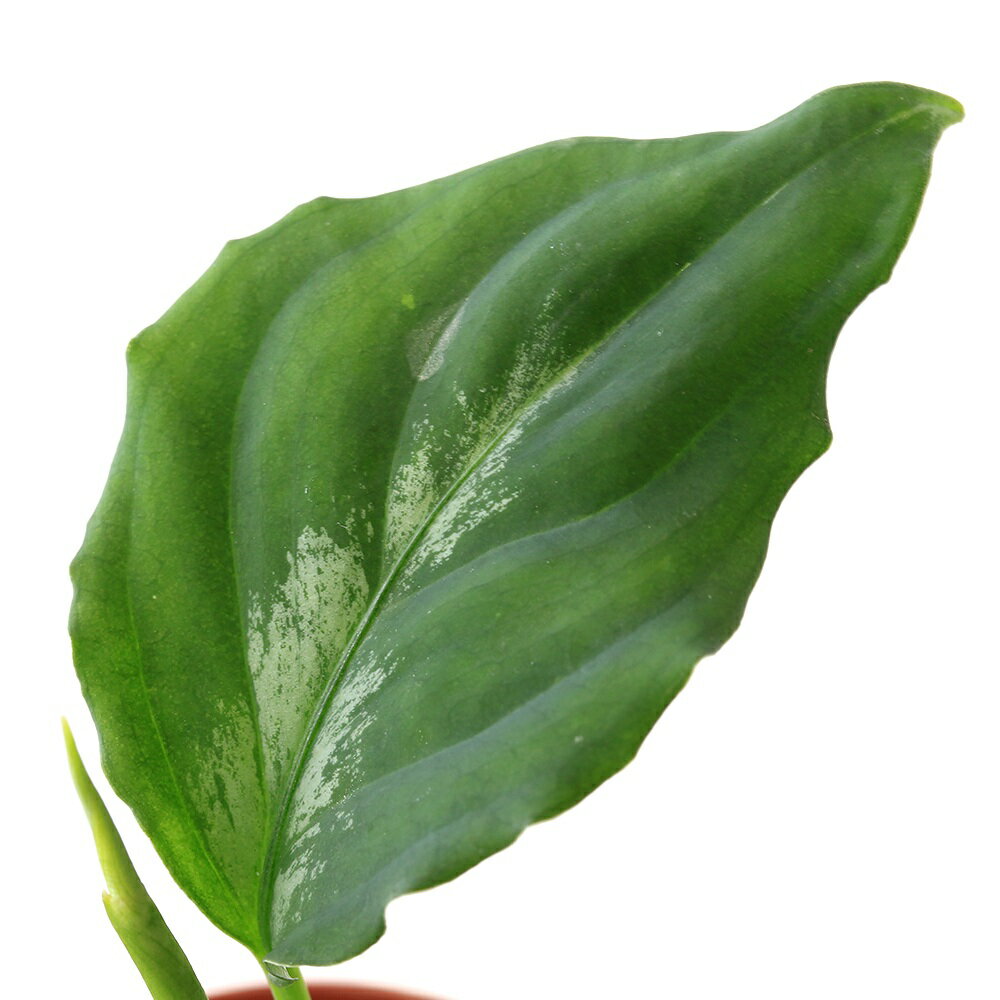 アグラオネマピクタムスマトラセラタ...