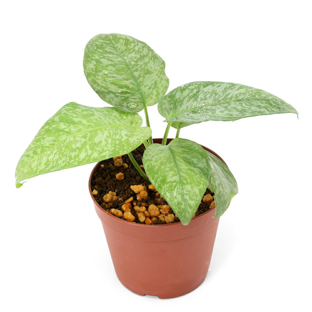 （テラリウム）一点物　スキスマトグロッティス　モトレヤーナ　タイプ1（435968）（1ポット）　北海道..