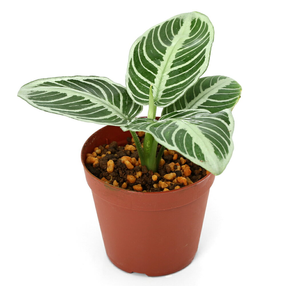 （テラリウム）一点物　スキスマトグロッティス　プセウドハッチィ　Chevron（435969）（1ポット）　北..