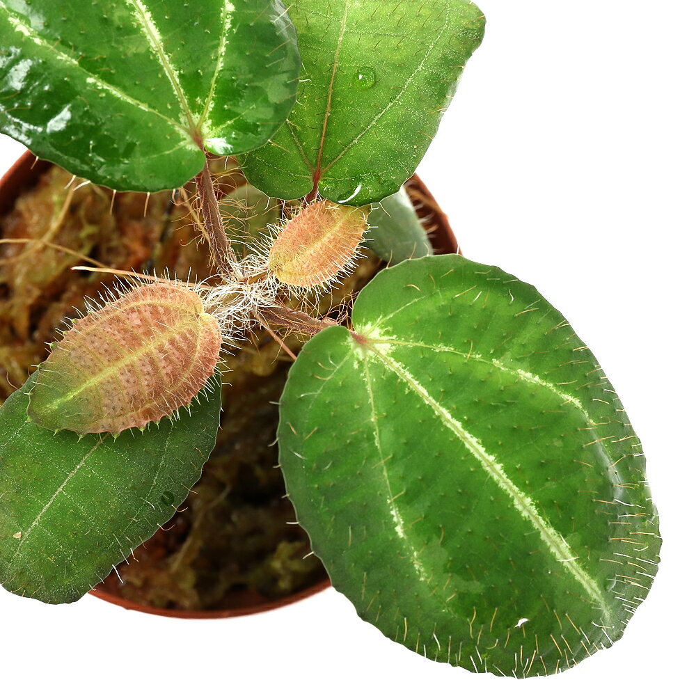 葉の模様が美しい！丈夫な原種ボノタン！フィラガティスsp．ホワイトソード発送サイズ草丈：約3cm〜※発送時期により前後する場合がございます。学名（※）Phyllagathis　sp．（※）…改良品種や学名が不明の種は流通名での記載の場合があります。分類ノボタン科どんな種類？育成難易度　→　★★★★☆ノボタン科の植物。メタハラなど強い光は好まず、多湿を好みます。低温にも強くないので15度以下にはならないように管理する必要があります。管理方法湿度の保てる容器内での栽培をお勧めいたします。直射日光は葉焼けの原因となります。生育適温は、15℃〜25℃が目安です。水切れに弱いため、湿った状態を保ちます。※当店では湿度100％に近い環境で管理を行っています。葉水等を行うと状態良く栽培が可能となります。注意※表記サイズは1株（1本）でのおおよその目安です。育成環境や、成長の度合いにより最大サイズは異なります。※画像はイメージです。ボリュームや葉の枚数、ポットの大きさは株ごとに異なりますのでご了承の上お買い求めください。※株のみの発送となる場合がございます。※ボリュームや葉の枚数、大きさは株ごとに異なりますのでご了承の上お買い求めください。※時期により発送サイズが前後する場合がございます。ご了承の上お買い求めください。※葉のキズ、枯れ等がある場合がございます。RainForest　パルダリウムケージプロ　PCP6045　60×30×45cm　パルダリウム　お一人様1点限り　60cm水槽アクロ　スーパークリア　パルダリウムケージ　45×30×45cm　底面排水仕様　ドレインセットアクロ　スーパークリア　パルダリウムケージ　45×30×45cm … PF_SPQ　観葉　ガーデニング　ビバリウム　アクアテラリウム　パルダリウム　水草　熱帯植物　ノボタン　原種ノボタン　テラリウム　フィラガティス　Phyllagathis　progenitorplant　terrariumplants　teraoriginalpot　y26m01　20260114　2026zenki　2026tuuki　JA■この商品をお買い上げのお客様は、下記商品もお買い上げです。※この商品には付属しません。■RainForest　パルダリウムケージプロ　PCP6045　60×30×45cm　パルダリウム　お一人様1点限り　60cm水槽アクロ　スーパークリア　パルダリウムケージ　45×30×45cm　底面排水仕様　ドレインセットアクロ　スーパークリア　パルダリウムケージ　45×30×45cm