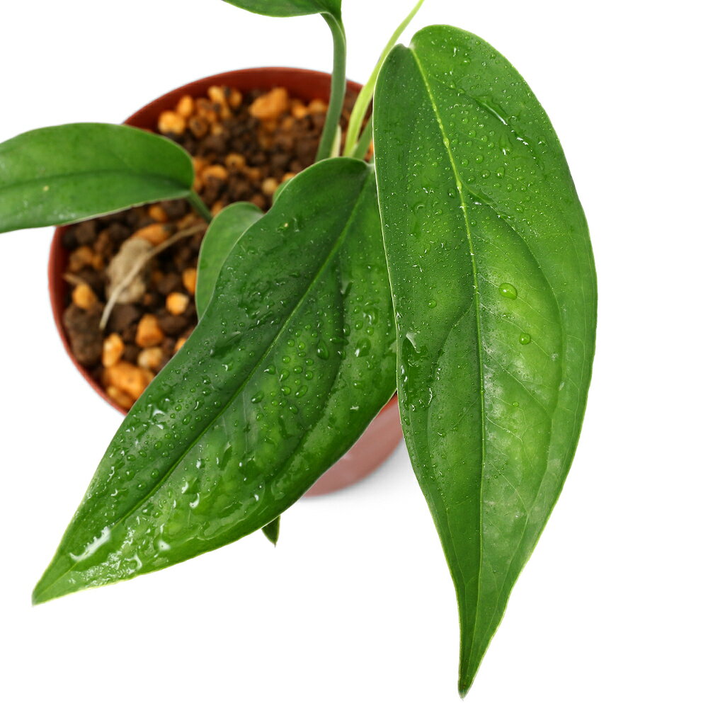 （テラリウム）モンステラ オブリクア ’Yasuni’（1ポット） 北海道・九州航空便要保温