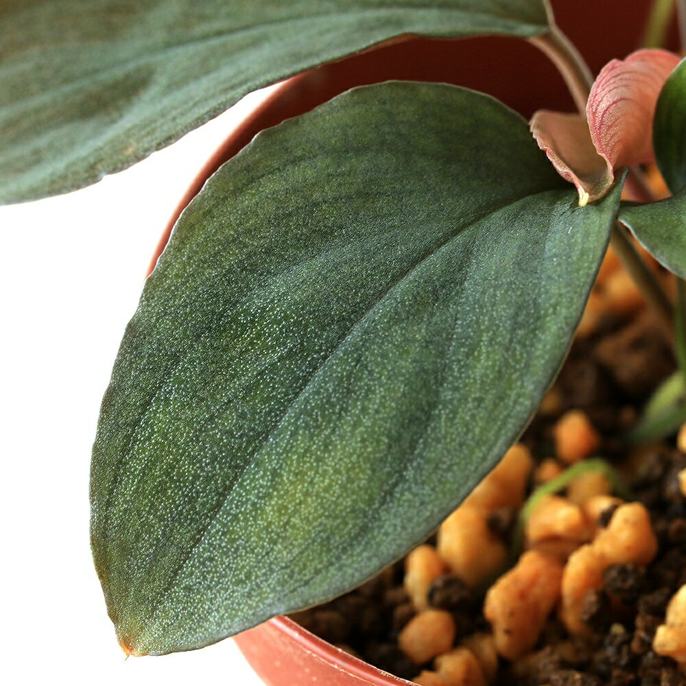 �ʥƥ�ꥦ��˰���ʪ���ۥޥ����cf���եߥꥹ����åɡ�Padang��435983�ˡ�1�ݥåȡˡ��̳�ƻ���彣�Ҷ������ݲ�