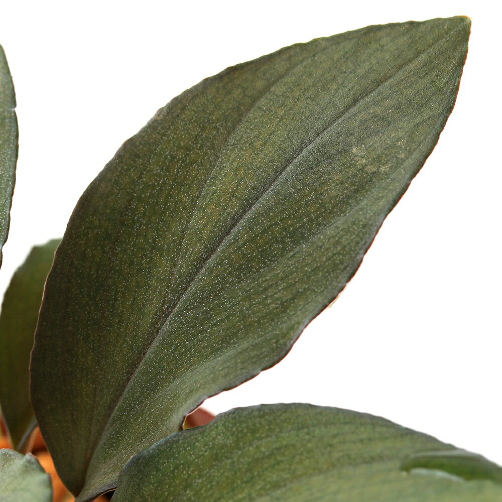 �ʥƥ�ꥦ��˰���ʪ���ۥޥ����cf���եߥꥹ����åɡ�Padang��435984�ˡ�1�ݥåȡˡ��̳�ƻ���彣�Ҷ������ݲ�